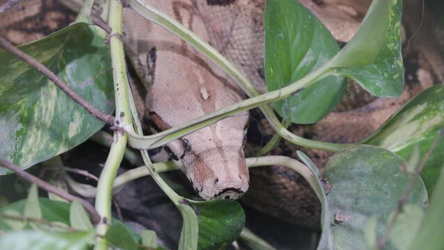 Head Of A Boa Constrictor Snake Hiding On Green Vegetations. Close-up Shot