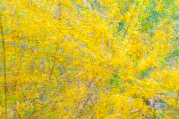 Artistic defocused flower background yellow forsythia icm soft and delicate