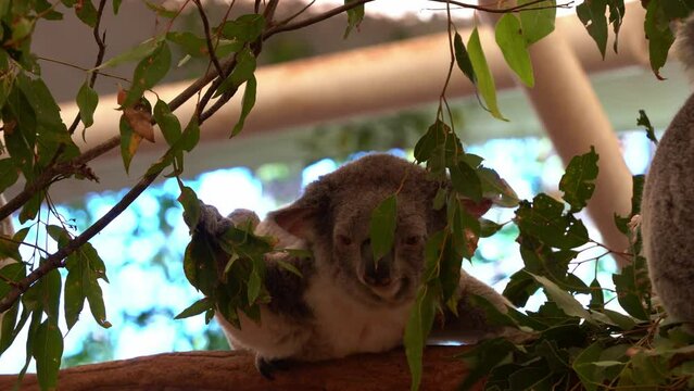 Cute joey koala, phascolarctos cinereus, actively foraging on the tree, grabbing a branch of eucalyptus leaves and munching on it, close up shot