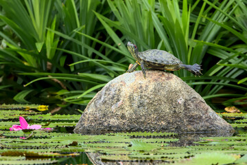 Gymnastic turtle close to water lily sunbathing on a stone
