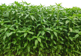 Obraz premium Green raw Jute Plant in the field. Agriculture Concept