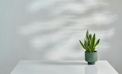Vase of plant on the white table and decorative wall background interior style.