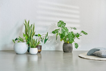 Decorative vase of plant flower design, white background botanic interior concept.