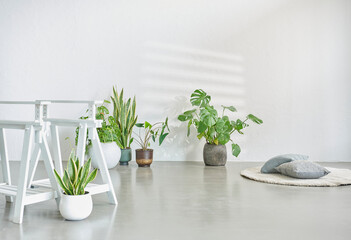 Decorative vase of plant flower design, white background botanic interior concept.