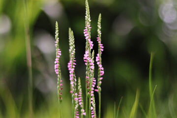 初夏に咲くネジバナ