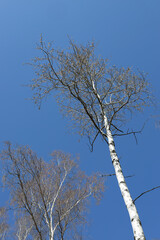 An unusual aspen with a white trunk blooms its leaves against the background of a bright blue sky