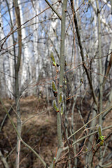 Blooming aspen (lat.populus tremula) released inflorescences (catkins) in the spring forest