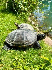Pond turtles close up