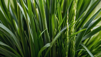 Close up of vibrant fresh wheatgrass with dew drops on the leaves