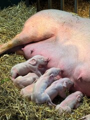 New born baby piglets