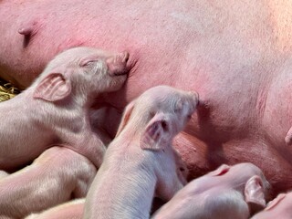 New born baby piglets