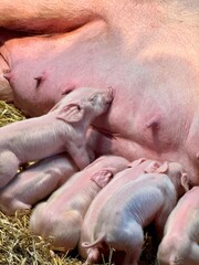 New born baby piglets