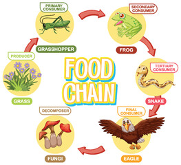 Depicts a simple food chain cycle