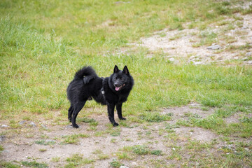 Black dog of breed named Schipperke on green meadow