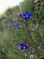 Anchusa azurea in the Sierra de Segura, province of Albacete in Spain.  Horizontal shot