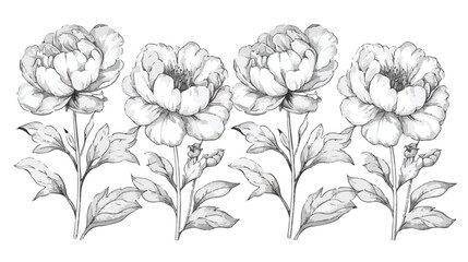 Outlined peony flowers vintage drawings Four . Blosso
