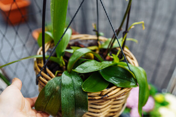 Phalaenopsis orchids planted in wicker basket in flower pot in rain on balcony