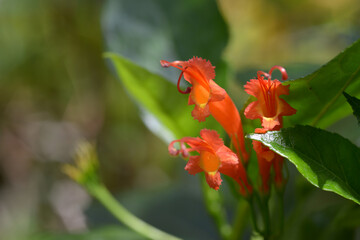 エスキナンサス