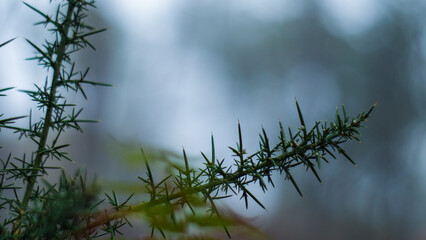 Forêt des Landes de Gascogne, plongée sous un épais brouillard