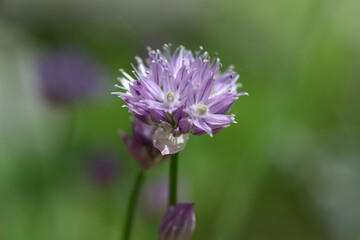 シロウマアサツキ