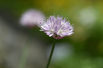 シロウマアサツキ