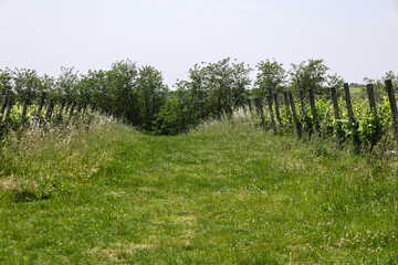 Fototapeta premium Il Vino la vera passione italiana ed i suoi territori 