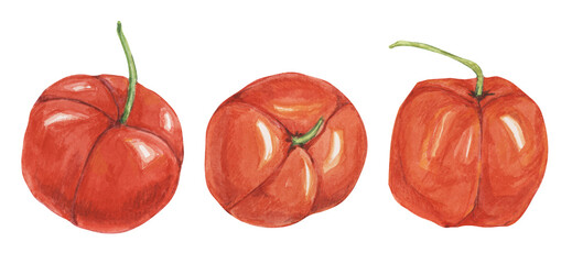 Acerola berries, red Barbados cherry tropical fruits clipart. Malpighia emarginata glabra watercolor illustration. Brazilian Superfood vitamin C source for print, packaging, labels, food supplements