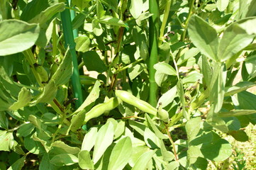 家庭菜園　スナップエンドウ