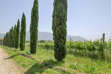 Il Vino la vera passione italiana ed i suoi territori 