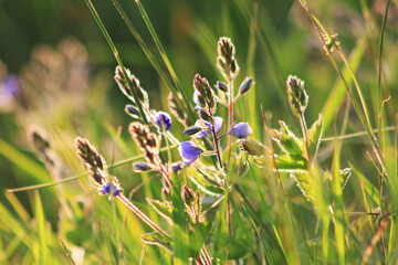 flowers in the grass