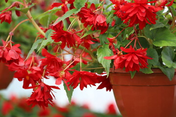 Orange begonia flower. Home flowers, close up.  