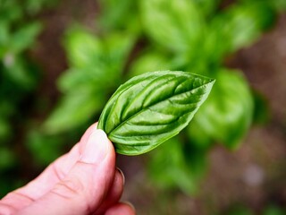 Basilic du potager