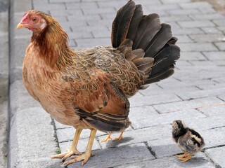Une poule et ses poussins dans la rue