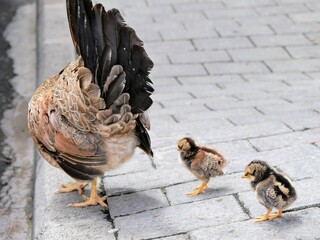 Une poule et ses poussins dans la rue