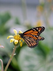 Papillon monarque sur une fleur