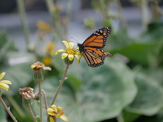 Papillon monarque sur une fleur