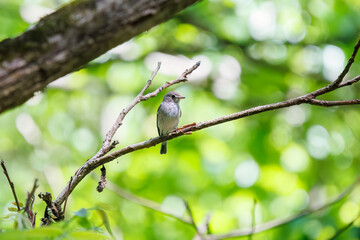 新緑の中、さえずる可愛いコサメビタキ（ヒタキ科）。
日本国東京都八王子市、八王子城跡にて。
2024年5月撮影。
Lovely Brown Flycatcher (Muscicapa latirostris, family comprising flycathers) in chirping.

