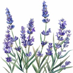 Obraz premium Watercolor Lavender Clipart