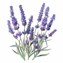 Naklejka premium Watercolor Lavender Clipart