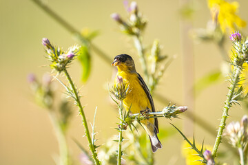 The lesser goldfinch (Spinus psaltria) sits on a bush and eats seeds. 