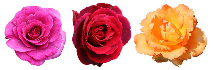 Raster set of objects, photographs of beautiful rose flowers in red, pink, and orange-yellow isolated on a white background for various design tasks.