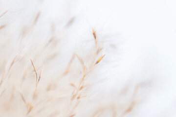 Vintage style Fluffy dried little flowers buds with light natural blur background macro