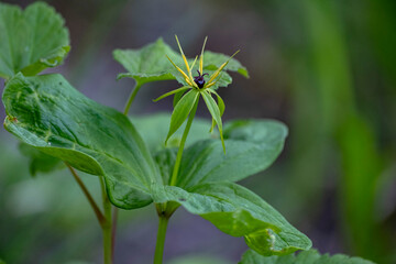 The close-up of the flower of Paris quadrifolia, the herb-paris or true lover's knot