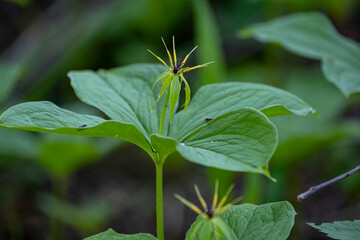 The close-up of the flower of Paris quadrifolia, the herb-paris or true lover's knot