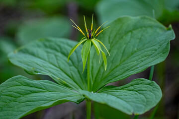 The close-up of the flower of Paris quadrifolia, the herb-paris or true lover's knot