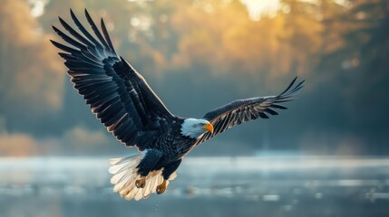 Obraz premium Independence day