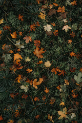 An overhead view of a forest floor covered in fallen leaves, pine needles, and moss, creating a textured carpet of foliage 
