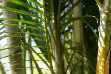 Close-Up View Of Vibrant Green Palm Fronds, With Sunlight Filtering Through, Enhancing The Rich Textures And Colors.