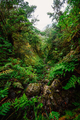 Magical misty green forest with waterfalls in Levada do Norte, Madeira island, Portugal. PR17 Pinaculo e Folhadal