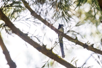 新緑の林の奥で美しくさえずる、長い尻尾の美しいサンコウチョウ（カササギヒタキ科）。
日本国東京都八王子市、八王子城跡にて。
2024年5月撮影。
A beautiful Japanese Paradise Flycatcher (Terpsiphone atrocaudata) with a long tail chirps beautifully in the depths of a fresh